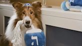 How to Throw a Bark Mitzvah for Your Dog