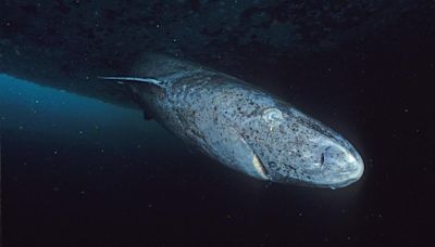 Very old and very weird, this shark could hold the secret to anti-ageing