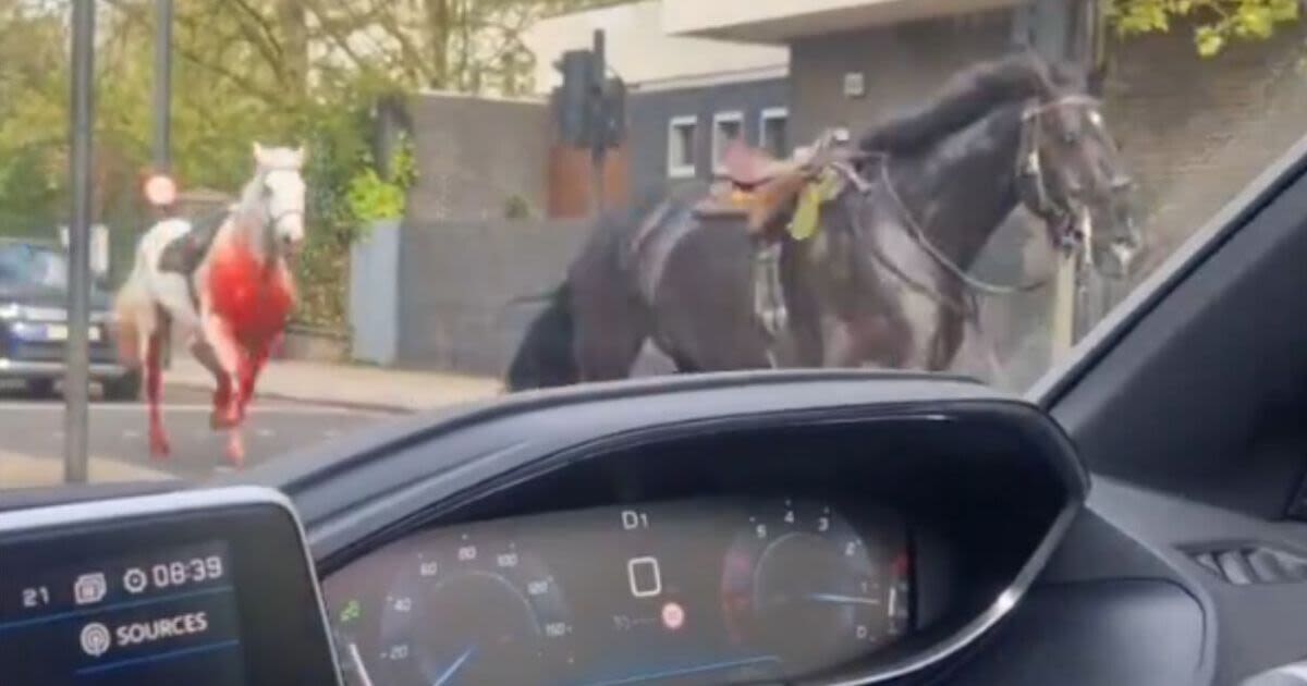 Horses covered in blood on the loose in London as soldier injured