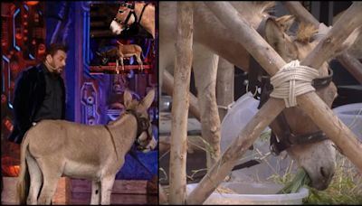 'Use of animals is no laughing matter': PETA India objects donkey being used for entertainment in Bigg Boss 18 house; urges Salman Khan to intervene