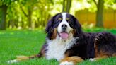 Bernese Mountain Dog Becomes Instantly 'Obsessed' with Baby Bird He Found in Yard