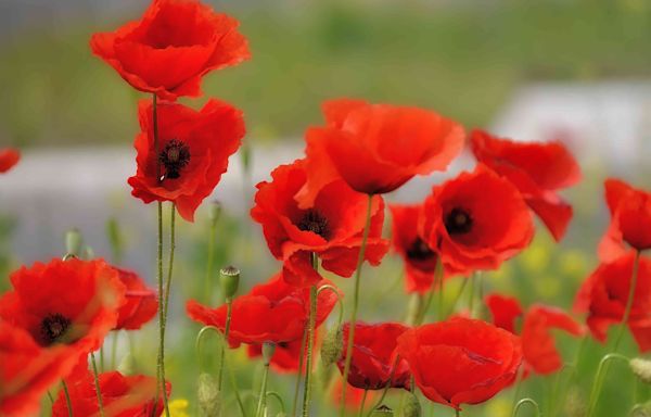 The Significance Of Poppies On Memorial Day–And How It Became A Tradition