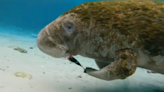 Manatee gets flipper stuck to face after tangling with fishing lure in Florida river