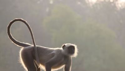 In Central America's Nicaragua, This Supernatural 'Monkey Witch' Haunts People - News18