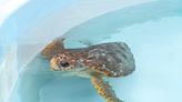 2 injured loggerhead turtles triumphantly crawl into the Atlantic after rehabbing in Florida