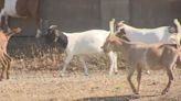 Here's how goats help reduce flood risk - KVIA