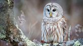 'Who Cooks for You?' and other owl sayings