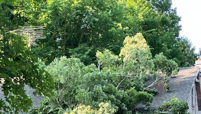 Tornado knocks down trees, damages buildings in upstate NY