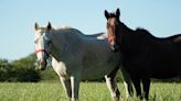 Caballos de polo: la silenciosa transformación que impulsó una charla inédita en la Exposición Rural de Palermo