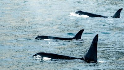 ¿Cuál será el castigo? Hombre que arriesgó su vida al saltar entre orcas en Nueva Zelanda fue sancionado