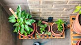 Consejos para cuidar las plantas cuando viene el calor: sombra, altura y buen riego