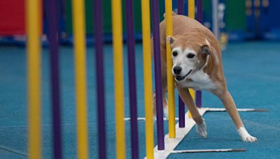 Mashpee rescue dog Tess and her mom head to New York agility competition