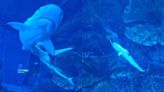 Visitors at Dubai Mall witness rare sight of baby shark's birth inside aquarium