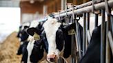 Canada Monitors Milk For H5N1 Amid Outbreaks In U.S. Dairy Herds