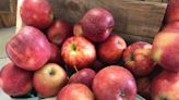 Elkton-area orchard ranks No. 2 for apple picking in America