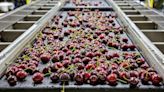 GAIA Investment installs new automated cherry sorting and packing line