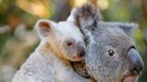 Australia's koala numbers to be counted for first time