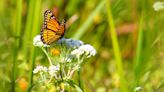 Map shows monarch butterflies as they return to Michigan this spring