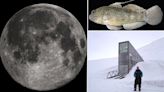 Forget Noah's Ark! Scientists plan to send endangered animals to MOON