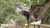 Guernsey cat covers more miles than family car in a month