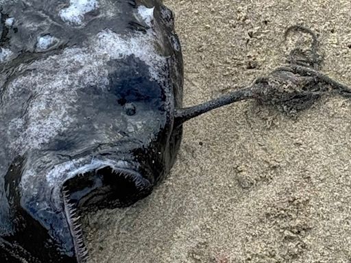 Rare fish that lives in complete darkness washes ashore on Oregon beach