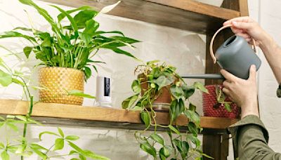 ‘Alexa, be my plant whisperer’ – the unusual tricks the AI assistant can do to help your houseplants thrive