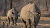 反盜獵走私 納米比亞將為600頭犀牛「斷角」求生