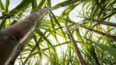 Sweet Success: Researchers Crack Sugarcane’s Complex Genetic Code