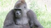 Critically endangered gorilla to give birth at Utah’s Hogle Zoo