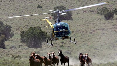 The Stealth Lobbying Cause You’ve Never Heard Of: Wild Horses