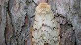 Scrub Hub: The spongy moth is 'devastating' forests across U.S. and it's coming to Indiana