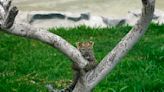 First leopard cubs born in captivity in Peru climb trees and greet visitors at a Lima zoo