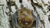Bat with rabies found in Washtenaw County: What to know