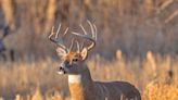 Hunting, trapping dates approved in Ohio for fall 2024 - Outdoor News