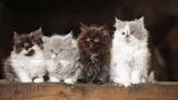 Fluffy Cat Breeds to Consider When You're Thinking of Getting a New Friend