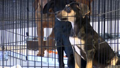 Shaheen Chevrolet holds ‘Adopt, Don’t Shop’ event in Lansing