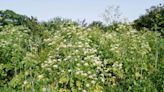 How to Identify and Remove Poison Hemlock