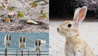 日本最萌兔子島攻略！廣島大久野島700多隻兔兔、兔耳打卡點一秒融化 - 玩咖Playing - 自由電子報