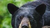 Black bear found dead in plastic bag near walking trail in Washington, DC, suburb