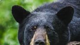 Rare black bear spotted in southern Illinois