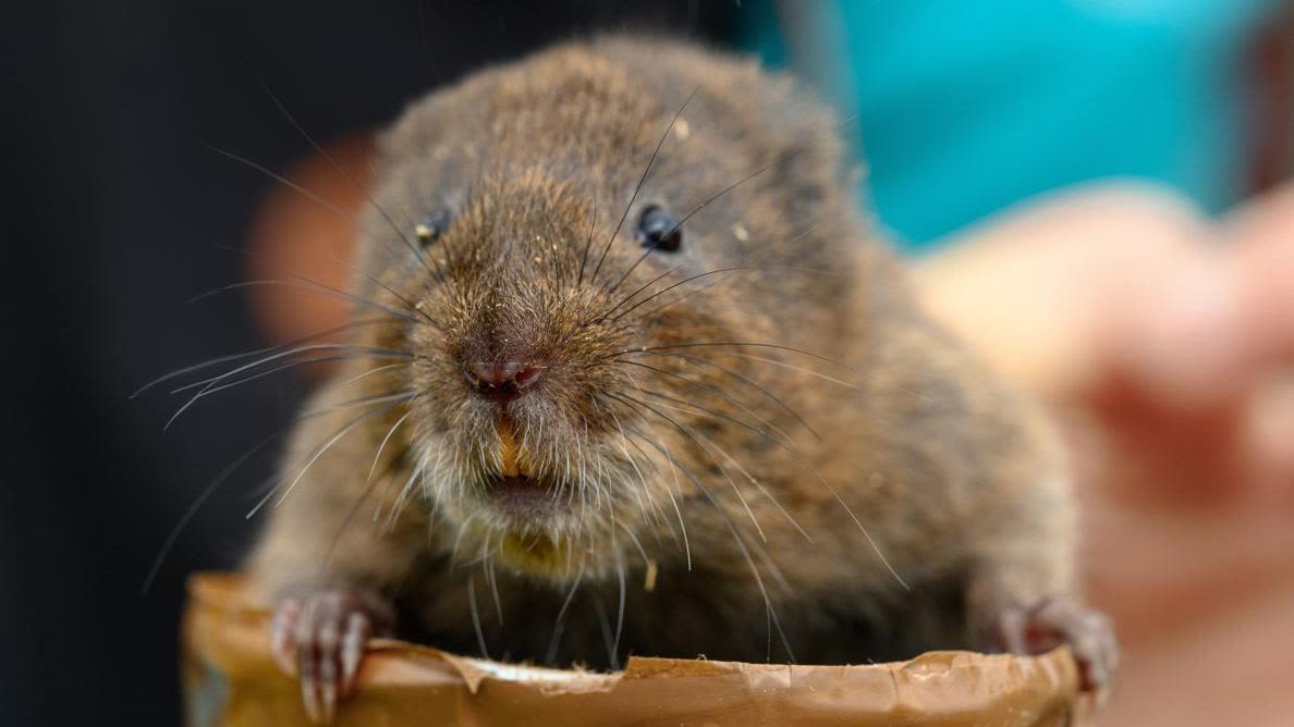 Water voles released into wild to restore river