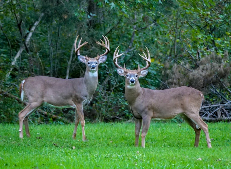 Do you know the official state bird, flower? Here are the symbols of Ohio