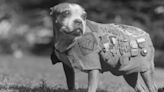 La increíble vida de Stubby, el perro que salvó vidas y fue condecorado como un héroe de guerra