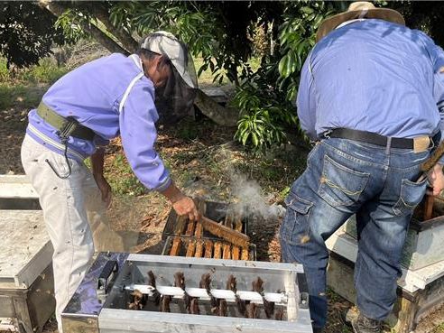農業天災救助辦法修正 蜂蜜也納入補助範圍 - 生活
