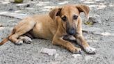 Cuatro millones de perros podrían ser sacrificados en Turquía si no encuentran dueño en un plazo de un mes