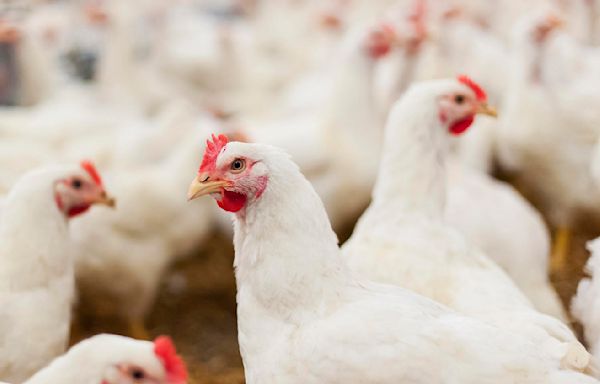 CDC says a second health care worker tied to Missouri bird flu case had symptoms