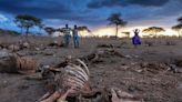 ‘Everything is dead’: Animal carcasses litter Kenyan landscape as megadrought and climate change collide