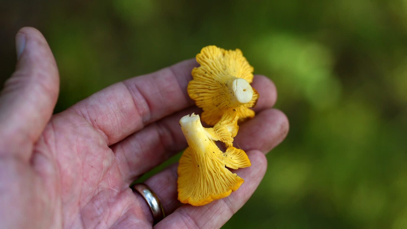 A wet summer can mean more mushrooms — and increased odds of eating the wrong ones