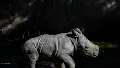 Presentan en Chile una nueva cría del amenazado rinoceronte blanco, la tercera nacida en Sudamérica