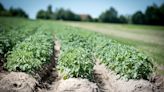 Researchers find that calcium can protect potato plants from bacterial wilt